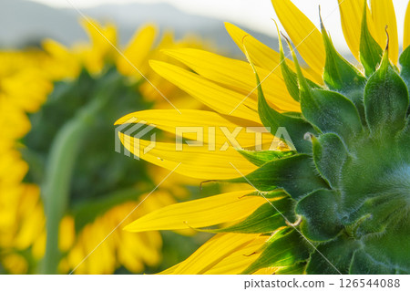 Landscape with sunflower flower Landscape with sunflower flower 126544088