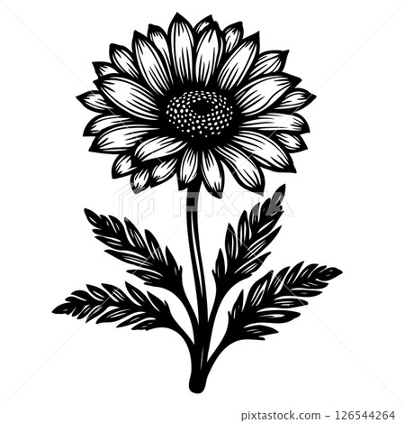 Elegant botanical illustration of a sunflower blossom in black and white drawing 126544264