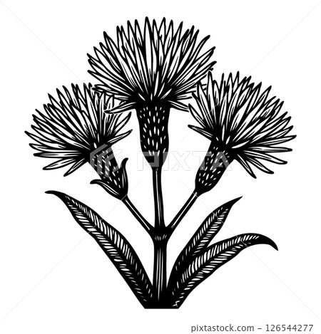 Elegant botanical illustration of stylized thistle flowers in monochrome 126544277