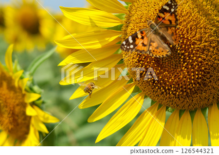 尋找蜂蜜 126544321