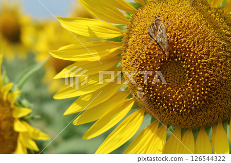 Looking for honey Looking for honey 126544322