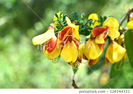 紅掃帚花，紅掃帚花 126544331