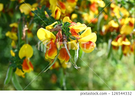Red broom flower, red broom flower Red broom flower, red broom flower 126544332