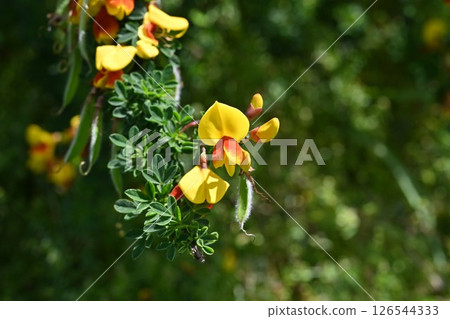 紅掃帚花,紅掃帚花 紅掃帚花,紅掃帚花 126544333