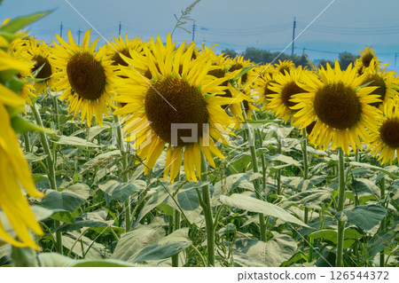  Speaking of summer flowers, yellow sunflower 126544372