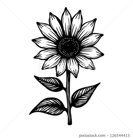 Detailed Sunflower Illustration: Hand-Drawn Floral Design with Intricate Petals 126544415