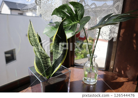Sansevieria and Monstera on a windowsill Sansevieria and Monstera on a windowsill 126544476