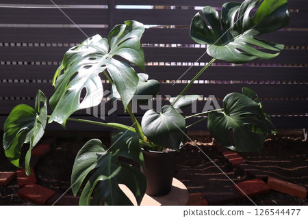 Monstera in the sunlight Monstera in the sunlight 126544477