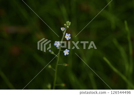 黃瓜草花,黃瓜草,摩擦時有黃瓜氣味的雜草 黃瓜草花,黃瓜草,摩擦時有黃瓜氣味的雜草 126544496