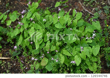 Epimedium flower / Anchor grass Epimedium flower / Anchor grass 126544746