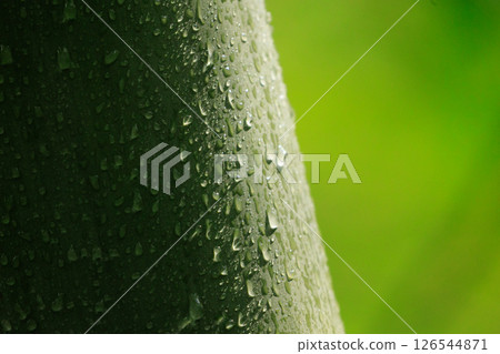 Bamboo landscape 126544871