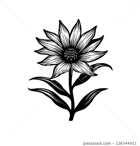 Detailed floral illustration showcasing botanical beauty in monochrome style 126544911