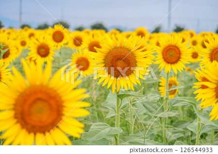 大向日葵 126544933