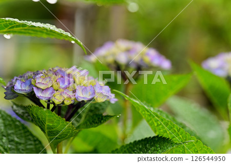 雨後的繡球花 126544950