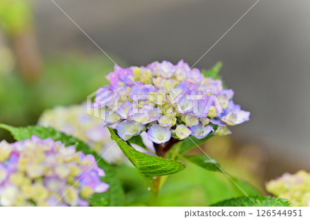 雨後的繡球花 126544951