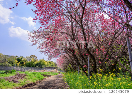 Scenery of a row of peach blossom trees 126545079