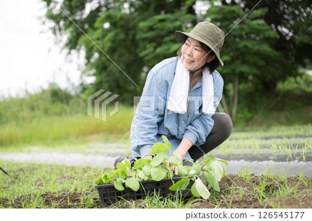 A woman planting eggplant seedlings in a field 126545177