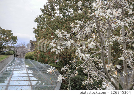 Beautiful White Blossoms on a Tree Branch in a Springtime Environment March 28 2025 126545304