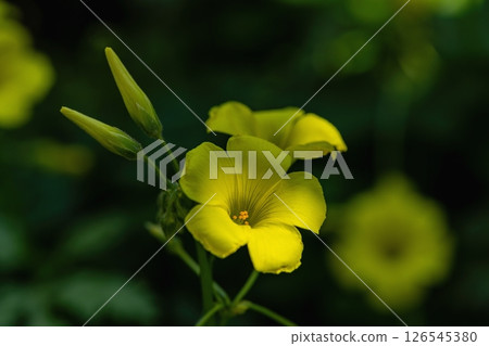 Oxalis flower 126545380