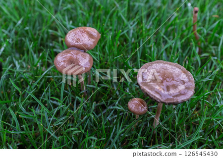 雨後草地上長出的新鮮蘑菇 雨後草地上長出的新鮮蘑菇 126545430