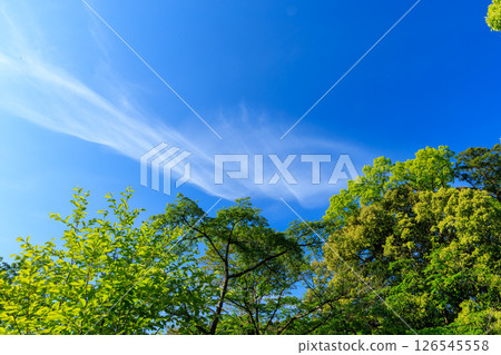 Fresh green landscape 126545558