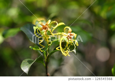 Kinruka flower 126545568
