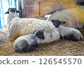 Sheep on the farm 126545570
