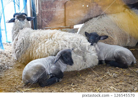 Sheep on the farm 126545570