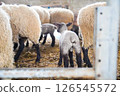 Rear view of a lamb on a farm 126545572
