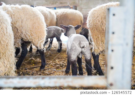 Rear view of a lamb on a farm 126545572