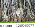 Buddha statue surrounded by trees at Ayutthaya ruins 126545577