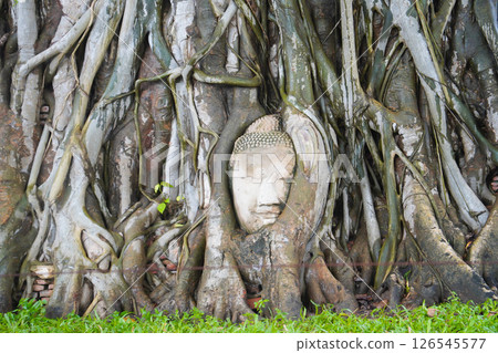 Buddha statue surrounded by trees at Ayutthaya ruins Buddha statue surrounded by trees at Ayutthaya ruins 126545577