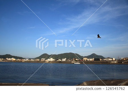 A black kite flying under the blue sky A black kite flying under the blue sky 126545762