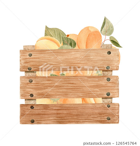 Wooden crate filled with ripe apricots with leaves. Hand painted clip art, summer harvest watercolor illustration for food branding, packaging, labels, and farm market decor. Peaches. Pastel tones Wooden crate filled with ripe apricots with leaves. Hand painted clip art, summer harvest watercolor illustration for food branding, packaging, labels, and farm market decor. Peaches. Pastel tones 126545764