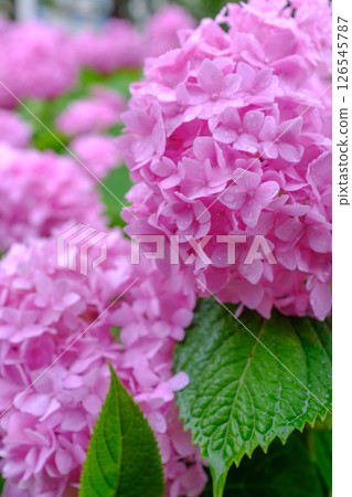 Pink purple hydrangea flowers against water drops after rain Pink purple hydrangea flowers against water drops after rain 126545787