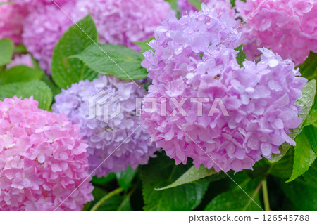 Pink purple hydrangea flowers against water drops after rain Pink purple hydrangea flowers against water drops after rain 126545788