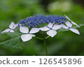 Hydrangea, hydrangea, hydrangea 126545896