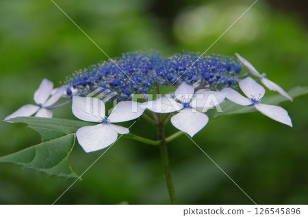 Hydrangea, hydrangea, hydrangea 126545896