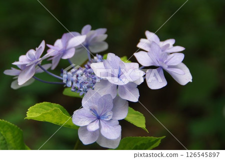 Hydrangea, hydrangea, hydrangea 126545897