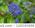 Hydrangea, hydrangea, hydrangea 126545898