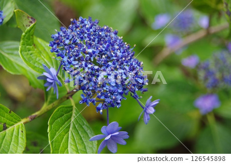 Hydrangea, hydrangea, hydrangea 126545898