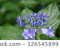 Hydrangea, hydrangea, hydrangea 126545899