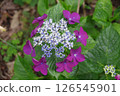 Hydrangea, hydrangea, hydrangea 126545901