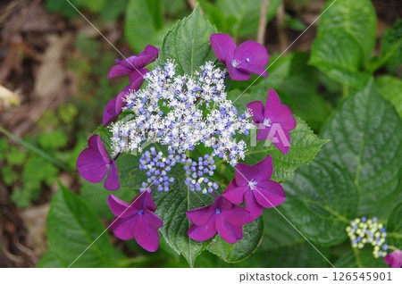 繡球花,繡球花,繡球花 繡球花,繡球花,繡球花 126545901