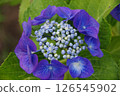 Hydrangea, hydrangea, hydrangea 126545902