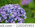 Hydrangea, hydrangea, hydrangea 126545903