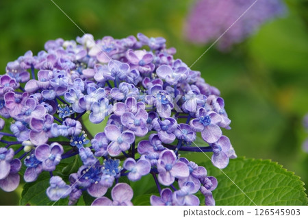繡球花，繡球花，繡球花 126545903