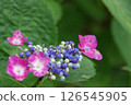 Hydrangea, hydrangea, hydrangea 126545905
