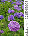 Hydrangea, hydrangea, hydrangea 126545906