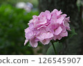 Hydrangea, hydrangea, hydrangea 126545907